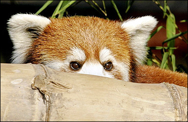 redpanda.jpg